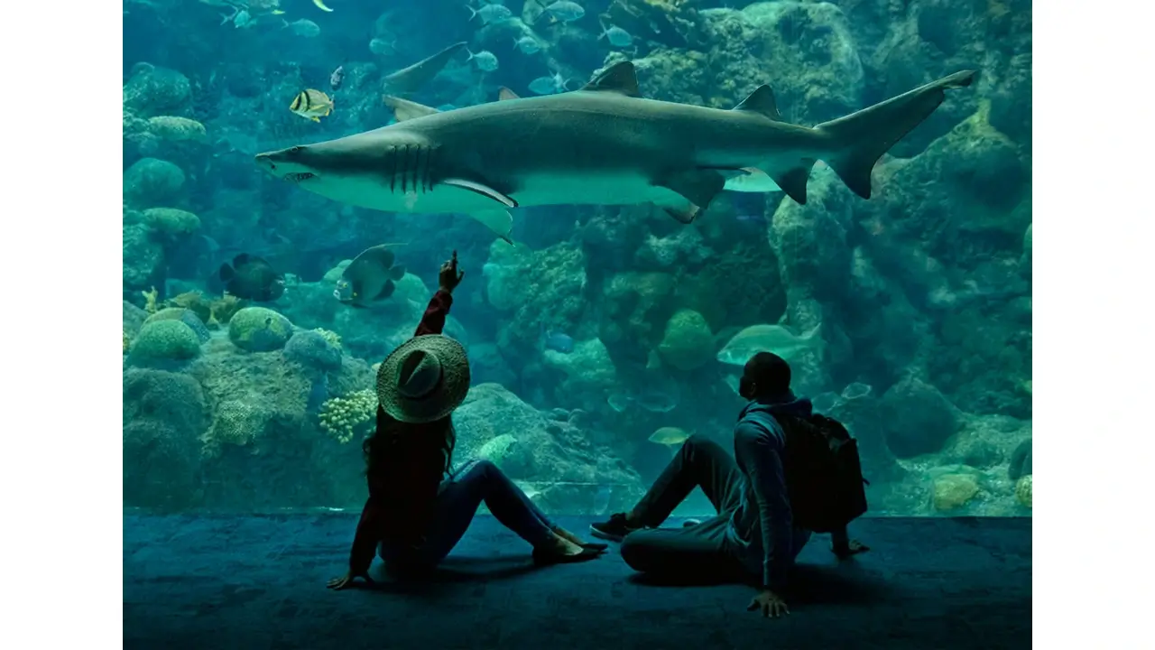 Visit the Florida Aquarium in Tampa