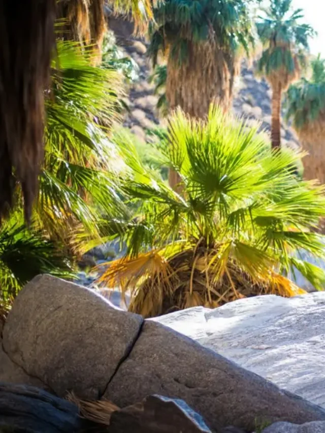 A Desert Oasis in Palm Springs