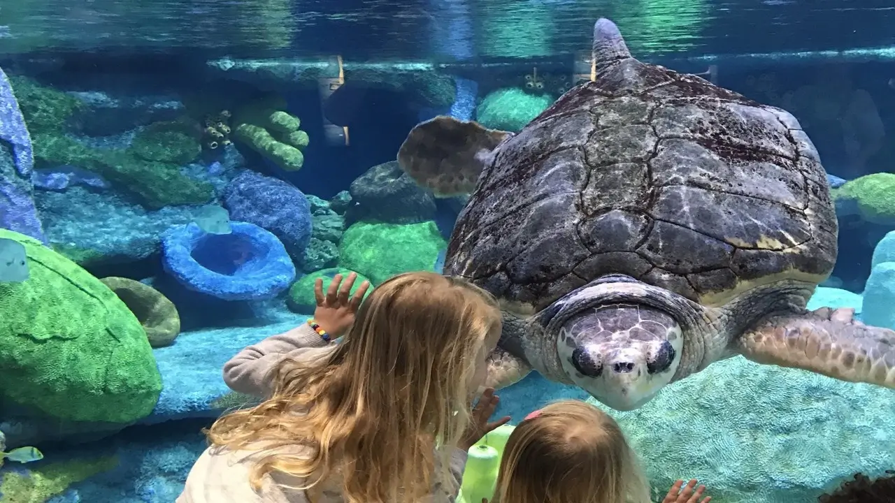Oklahoma Aquarium: Journey Beneath the Waves