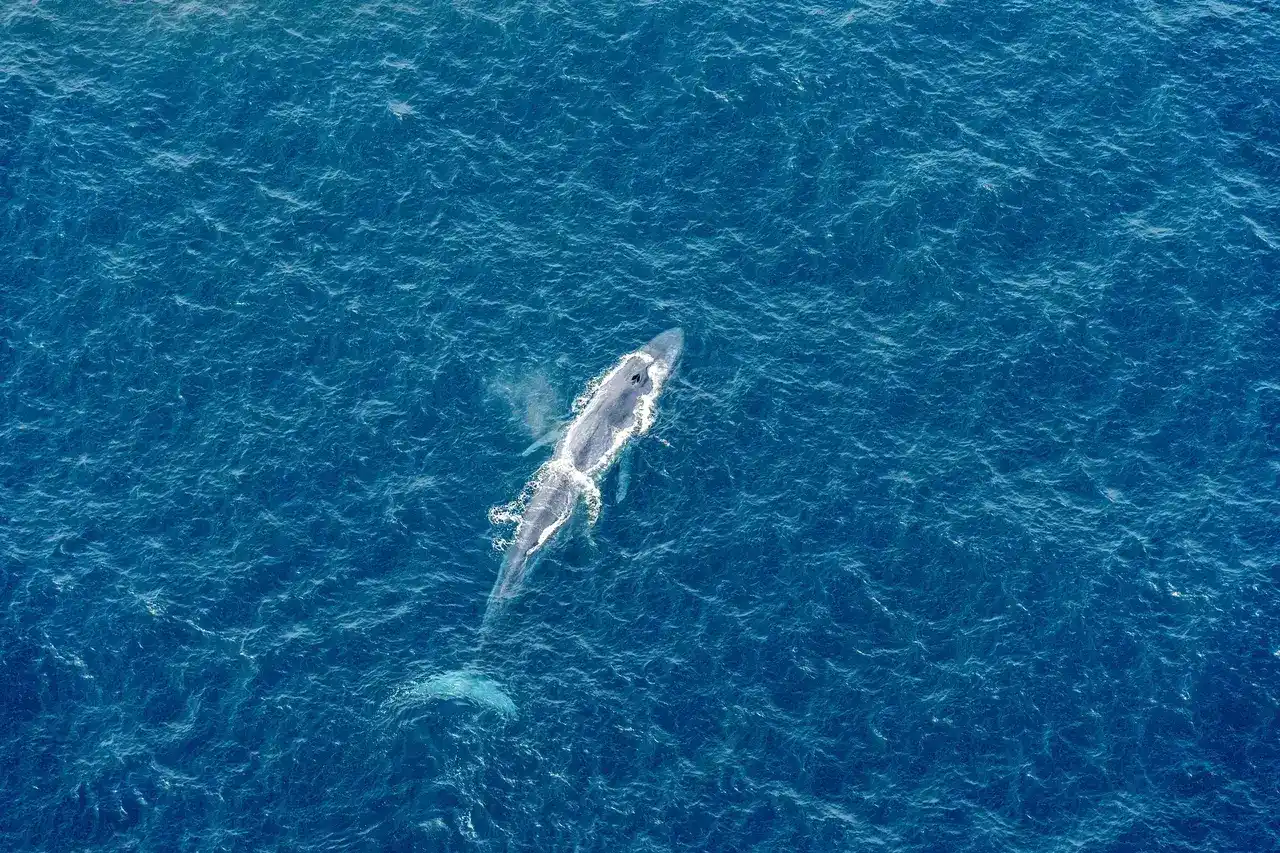 A breathtaking shot of whales in the waters off San Diego.