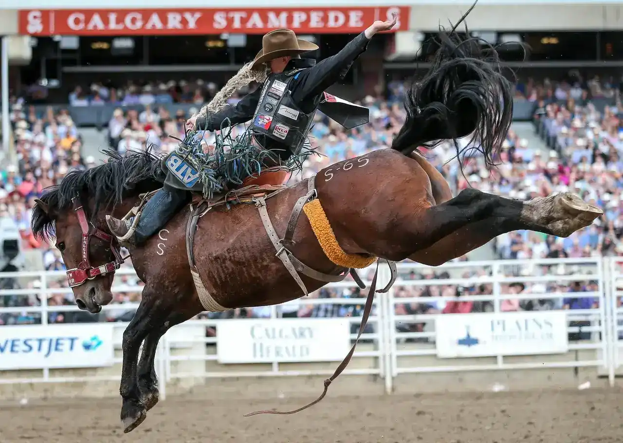 Attend the Calgary Stampede